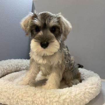 ミニチュアシュナウザー【北海道・女の子・2022年9月25日・ソルト&ペッパー】の写真「ママ、パパ共に遺伝子検査クリアです」