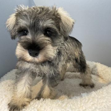 ミニチュアシュナウザー【北海道・女の子・2022年5月1日・ソルト&ペッパー】の写真「大人しい女の子」