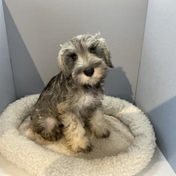 ミニチュアシュナウザー【北海道・女の子・2022年5月29日・ソルト&ペッパー】の写真「大人しい女の子」