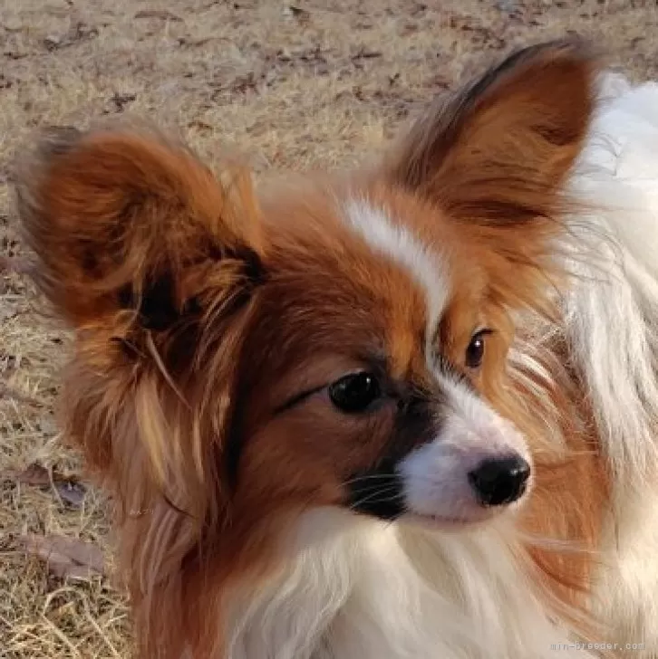 ID：2502-05857の子犬