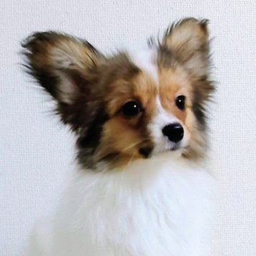 パピヨン【滋賀県・男の子・2025年9月13日・ホワイト&セーブル】の写真「まんまるコロコロ人懐こい男の子」