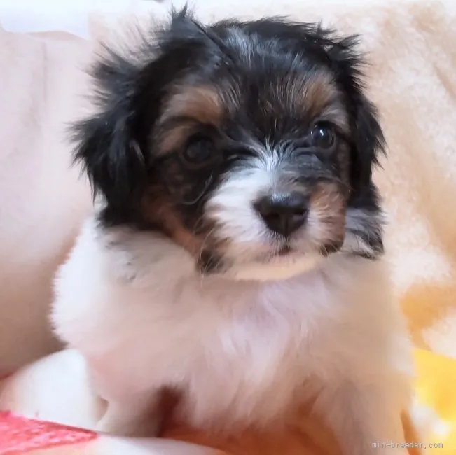 ID:2204-01497の子犬