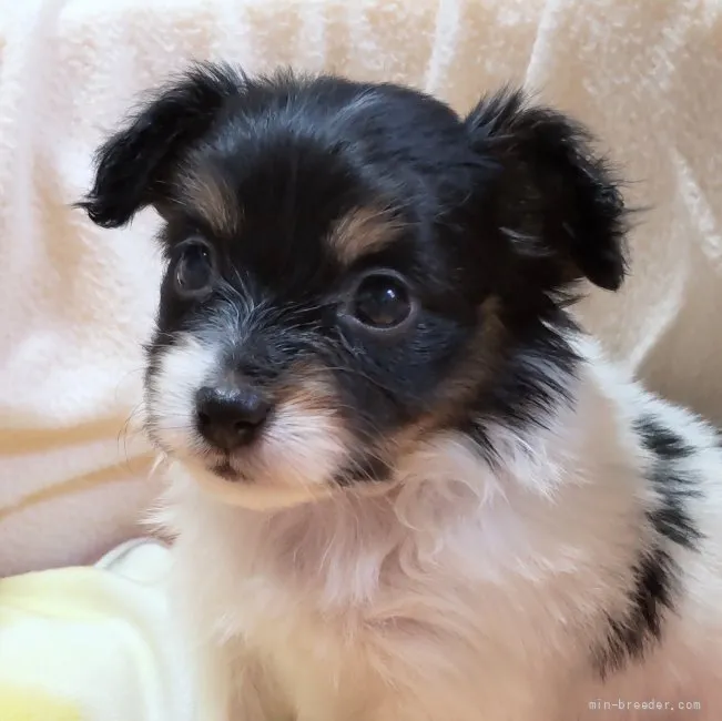 ID：2204-01495の子犬