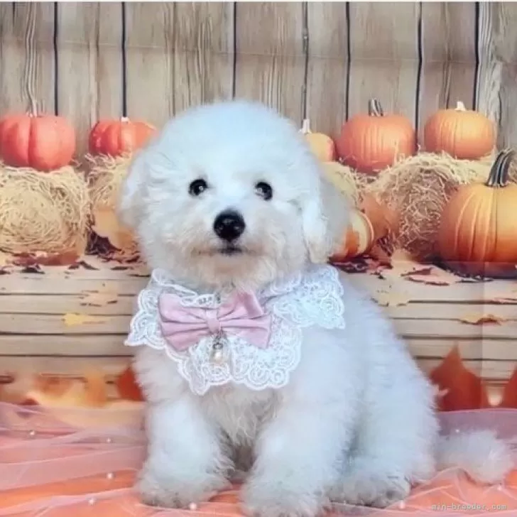 ID：2507-04303の子犬