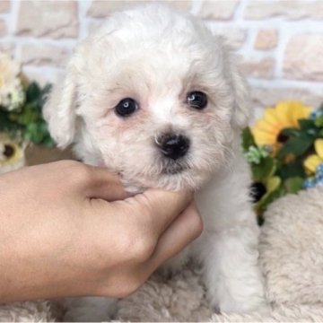 ビションフリーゼ【兵庫県・女の子・2025年6月26日・ホワイト】の写真「クリクリお目々の可愛い子です♡」