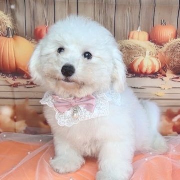 ビションフリーゼ【兵庫県・女の子・2025年6月26日・ホワイト】の写真「爆毛の美人ビションです♡」