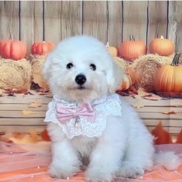 ビションフリーゼ【兵庫県・女の子・2025年6月26日・ホワイト】の写真「おっとりした美人な女の子です♡」