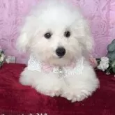 ビションフリーゼ