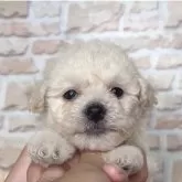 ビションフリーゼ