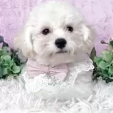 ビションフリーゼ