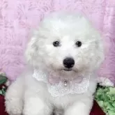 ビションフリーゼ