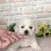 ビションフリーゼ
