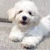 ビションフリーゼ