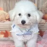 ビションフリーゼ