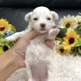 ビションフリーゼ【兵庫県・女の子・2025年6月26日・ホワイト】の写真8「生後18日目」