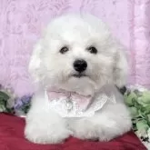 ビションフリーゼ【兵庫県・女の子・2025年6月26日・ホワイト】の写真3「生後97日目」