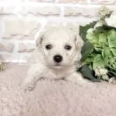 ビションフリーゼ【兵庫県・女の子・2025年3月9日・ホワイト】の写真3