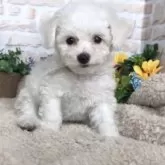 ビションフリーゼ【兵庫県・女の子・2025年6月26日・ホワイト】の写真4「生後49日目」