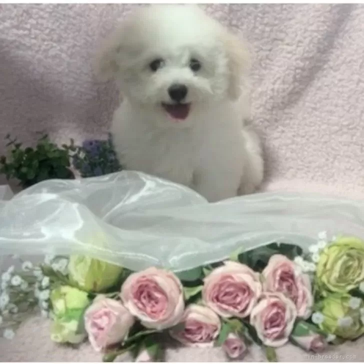 ID：2409-00431の子犬