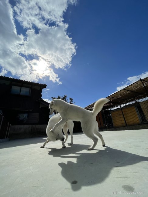 犬舎の運動場では、毎日みんなで遊びます。｜森本　麻衣子(もりもと　まいこ)ブリーダー(三重県・紀州犬など・日本犬保存会登録)の紹介写真1