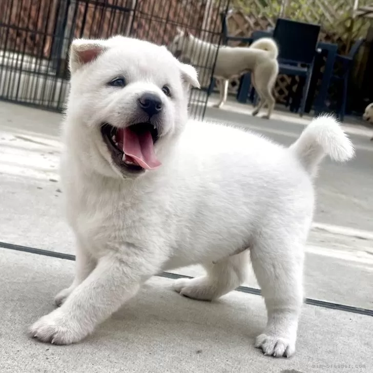 ID：2510-04136の子犬