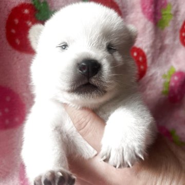 紀州犬【三重県・男の子・2025年8月8日・白】の写真「めちゃくちゃ可愛い紀州犬の男の子です♡」