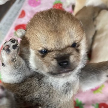 柴犬(豆柴)【三重県・男の子・2025年11月15日・赤】の写真「真ん丸お顔の可愛いボクです♡」