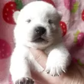 紀州犬