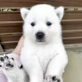 紀州犬