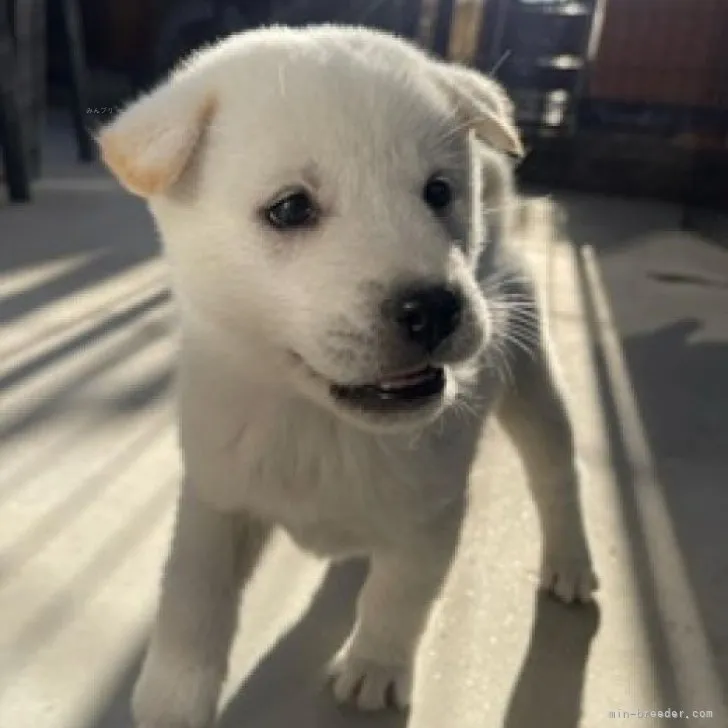 ID:2311-00762の子犬