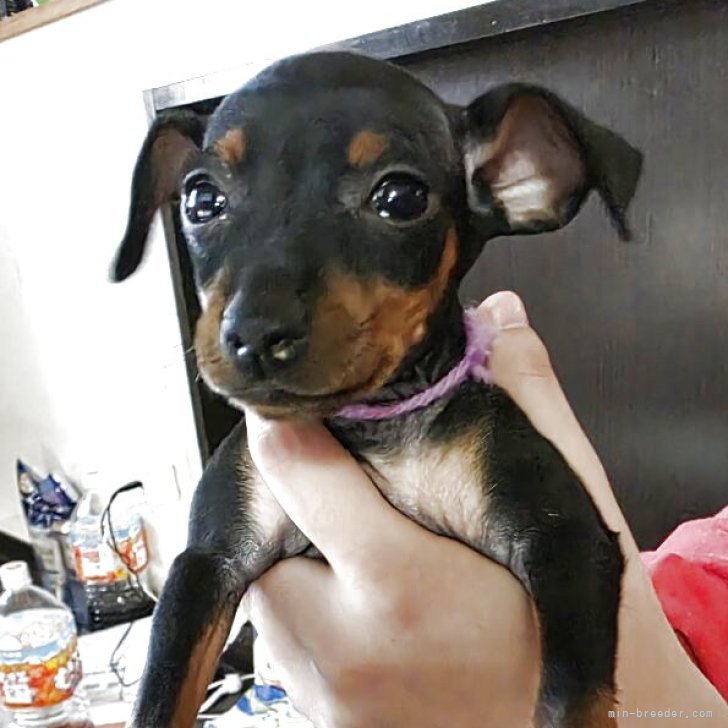 ブリーダー画像