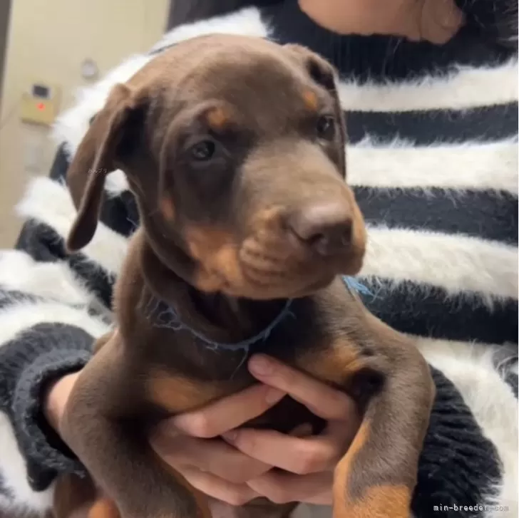 ID：2502-06064の子犬