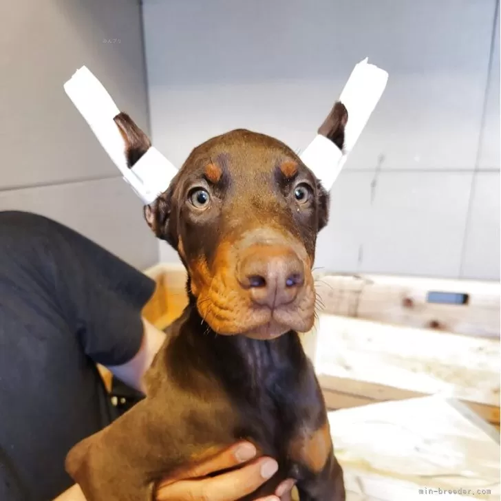 ID：2502-06055の子犬