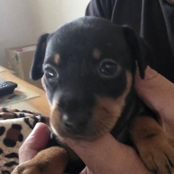 ミニチュアピンシャー【長崎県・女の子・2025年9月25日・ブラックタン】の写真「可愛いお顔の女の子」