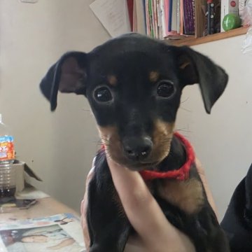 ミニチュアピンシャー【長崎県・女の子・2025年9月25日・ブラックタン】の写真「お父さんJチャンピオン！」