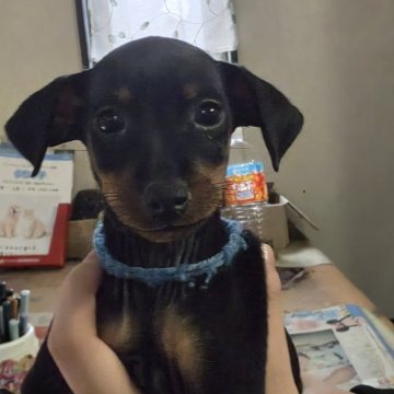 ミニチュアピンシャー【長崎県・男の子・2025年9月25日・ブラックタン】の写真「お父さんJチャンピオン！とっても大人しい男の子」