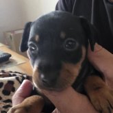 ミニチュアピンシャー