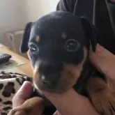 ミニチュアピンシャー【長崎県・女の子・2025年9月25日・ブラックタン】の写真1「少しビビりちゃんの大人しい女の子です。」