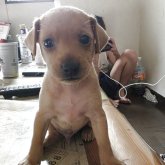 ミニチュアピンシャー