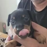 ミニチュアピンシャー【長崎県・女の子・2025年9月25日・ブラックタン】の写真2