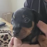 ミニチュアピンシャー【長崎県・女の子・2025年9月25日・ブラックタン】の写真3