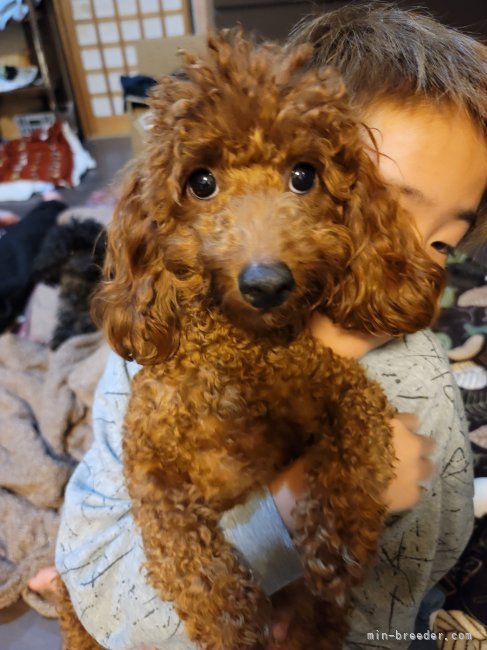 トイプードル(トイ)【・女の子・2023年11月18日・レッド】