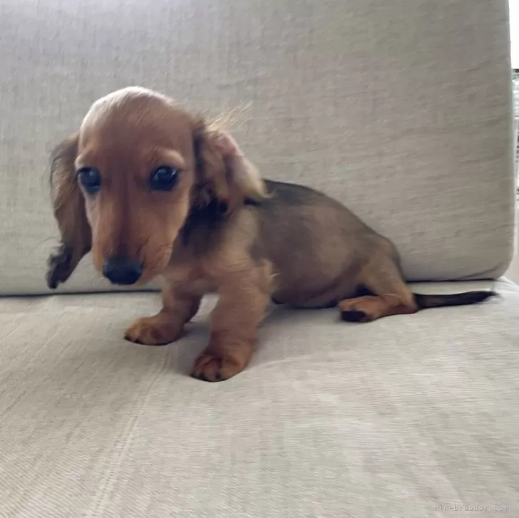 ID:2506-00788の子犬