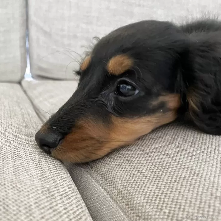 ID：2504-01353の子犬