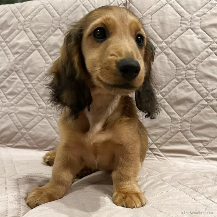 ID：2504-01322の子犬