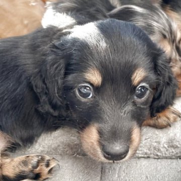 ミニチュアダックスフンド(ロング)【栃木県・女の子・2025年10月2日・ブラックタン】の写真「おめめがクリクリ」