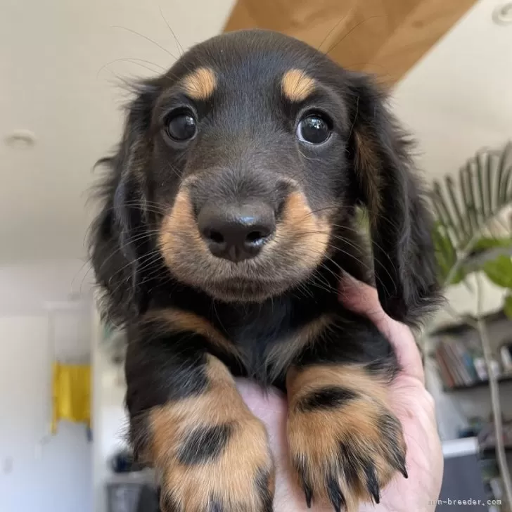 ID：2409-08255の子犬