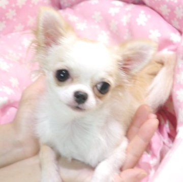 チワワ(ロング)【愛知県・男の子・2025年1月8日・クリーム&ホワイト】の写真「極小～小振り予想9か月で1.15kg大きな目が魅力」