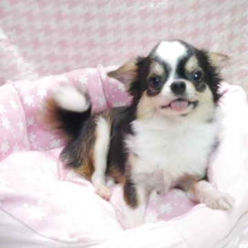 チワワ(ロング)【愛知県・男の子・2024年11月14日・ブラックタン&ホワイト】の写真「小ぶりで可愛いお顔👑華やかな毛色✨」