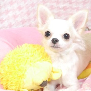 チワワ(ロング)【愛知県・男の子・2025年1月8日・クリーム&ホワイト】の写真「可愛い男の子😊小ぶりです。」